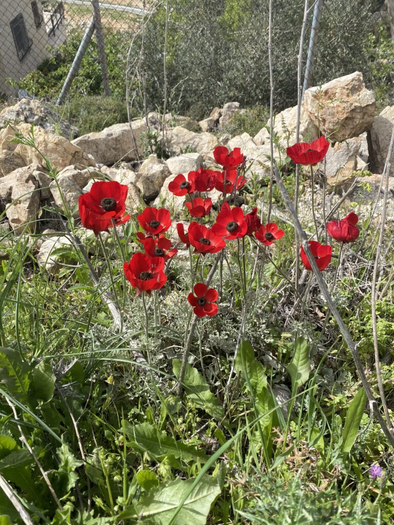 poppy flowers