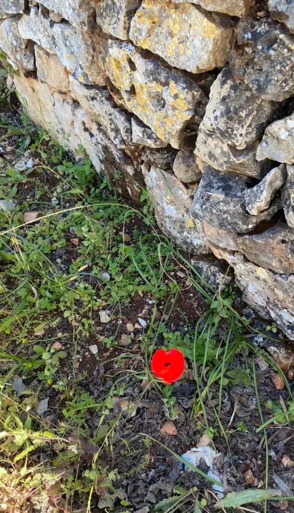 single poopy in a grassy area with a stone wall in the background